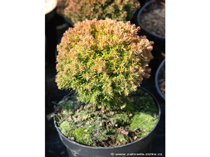 Thuja occidentalis 'Anniek' - zerav západní