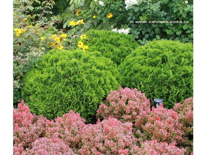 Thuja occidentalis 'Danica' - zerav západní