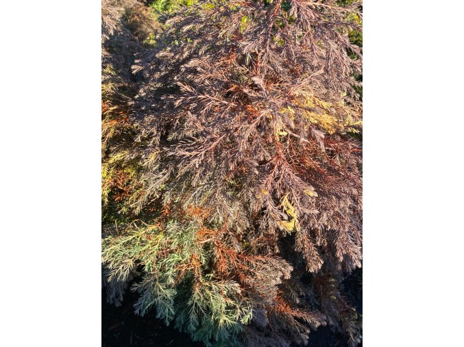 Thuja occidentalis 'Ericoides Variegata' - zerav západní