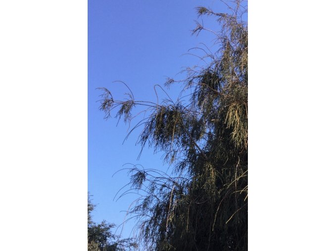 Thuja occidentalis 'Filiformis' - zerav západní