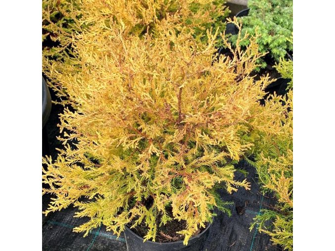 Thuja occidentalis 'Fire Chief' - zerav západní