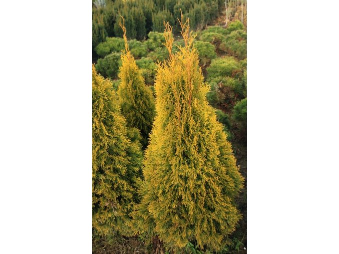 Thuja occidentalis 'Golden Smaragd' - zerav západní