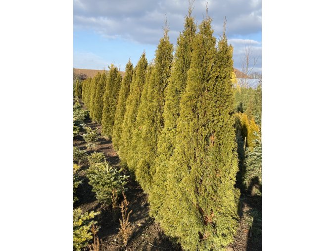 Thuja occidentalis 'Smaragd' balové - zerav západní