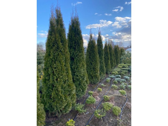 Thuja occidentalis 'Smaragd' balové solitéra - zerav západní