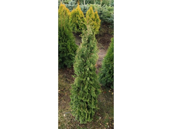 Thuja occidentalis 'Spiralis' - zerav západní
