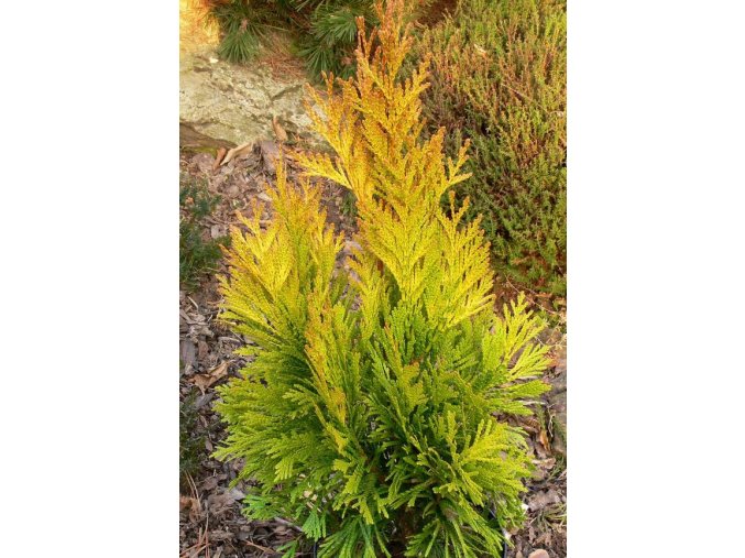 Thuja plicata '4ever Goldy' - zerav obrovský/řasnatý