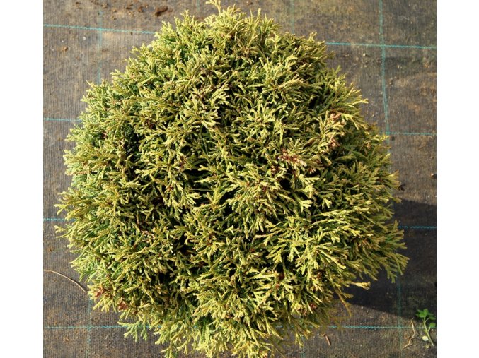 Thuja plicata 'Hillieri' - zerav obrovský/řasnatý