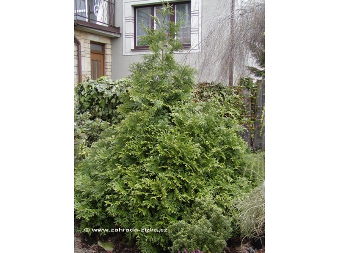 Thujopsis dolabrata - zeravinec japonský