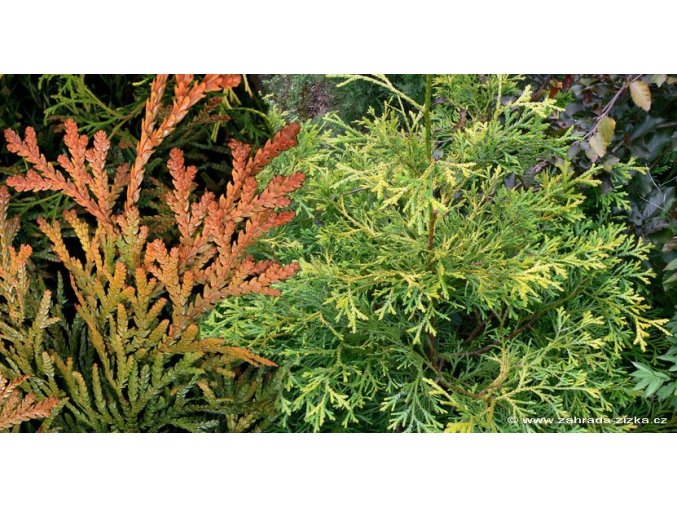 Thujopsis dolabrata 'Aurea' - zeravinec japonský