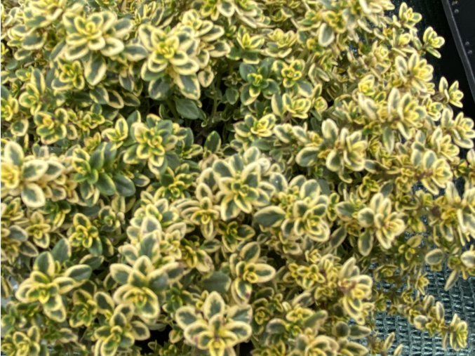 Thymus citriodorus (x) 'Aureus' - mateřídouška