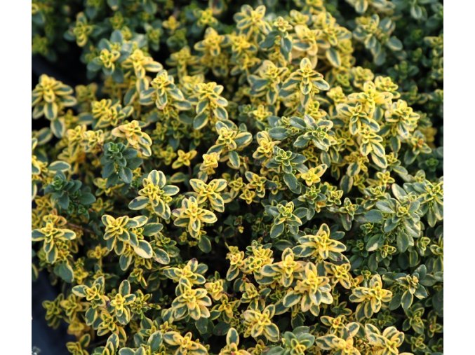 Thymus citriodorus (x) 'Aureus' - mateřídouška