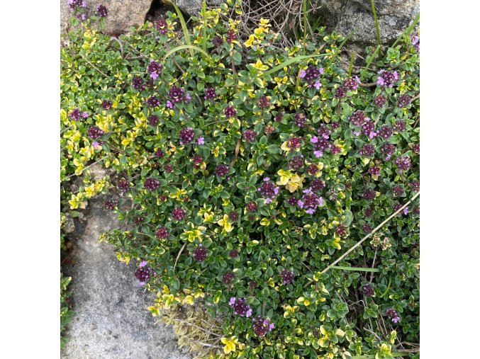 Thymus comosus 'Doone Valley' - mateřídouška