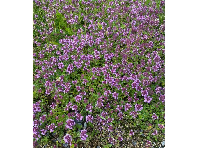 Thymus serpyllum - mateřídouška úzkolistá