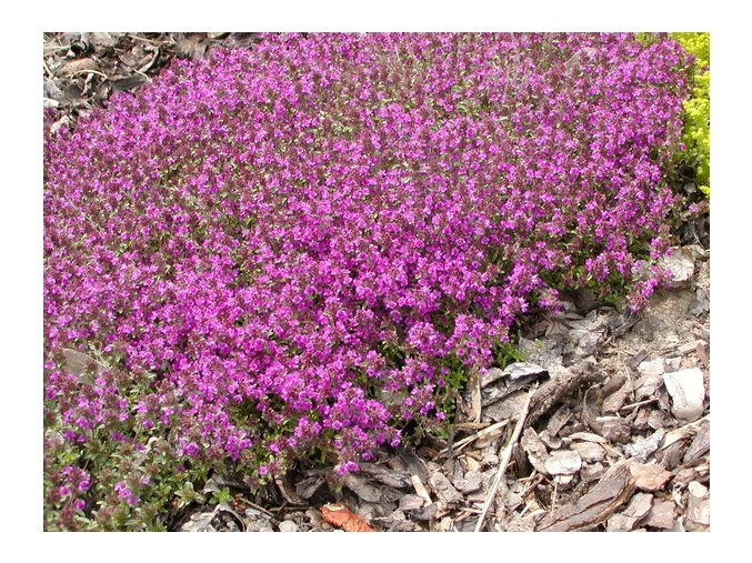 Thymus serpyllum 'Magic Carpet' - mateřídouška úzkolistá