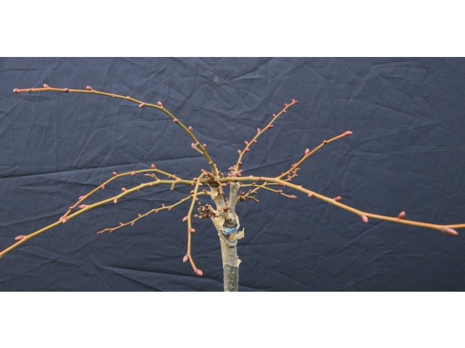 Tilia cordata 'Komsta' - lípa stdčitá