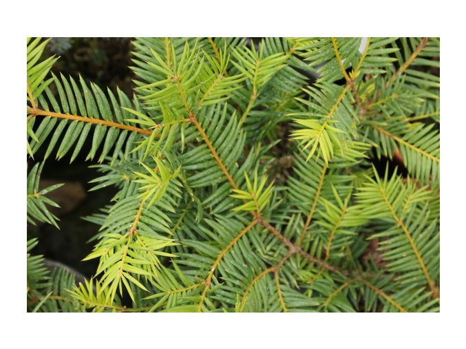 Torreya nucifera 'Crispa' - toreja japonská