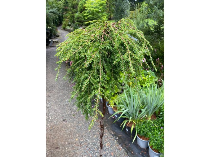 Tsuga canadensis 'Cole' kmínek - jedlovec kanadský