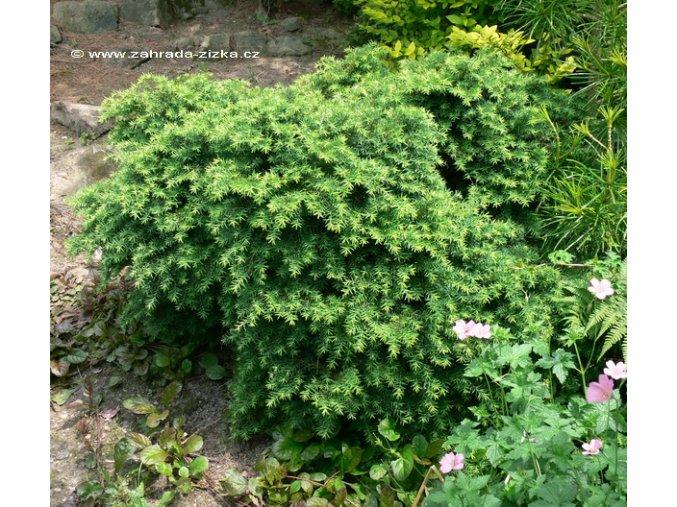 Tsuga canadensis 'Jeddeloh' - jedlovec kanadský