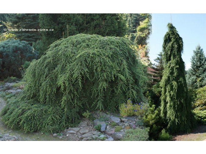 Tsuga canadensis 'Pendula' - jedlovec kanadský