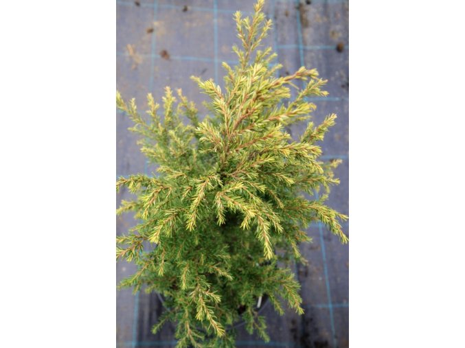 Tsuga canadensis 'Verkade Recurved' - jedlovec kanadský