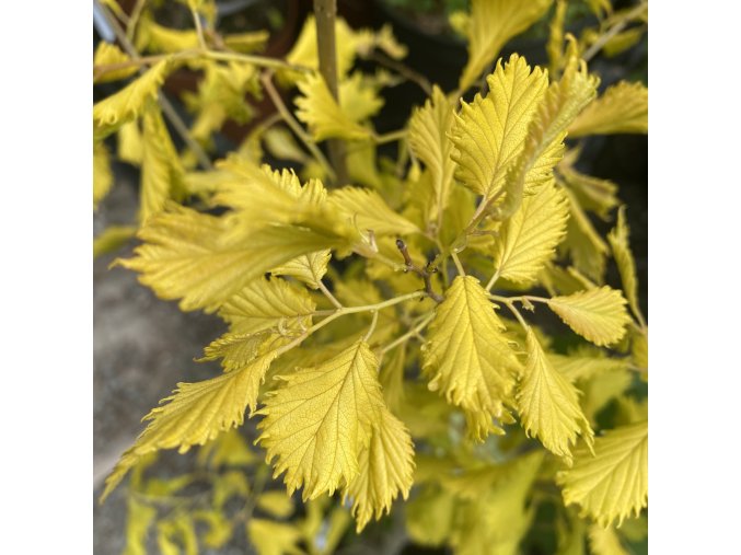 Ulmus cantarctica 'Aurea' - jilm