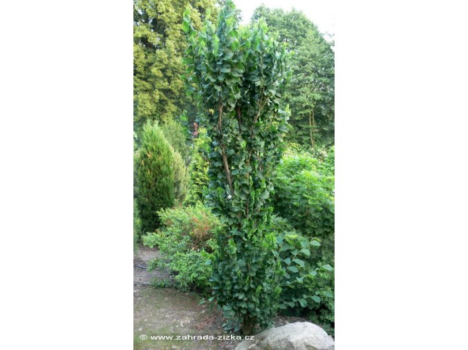 Ulmus glabra 'Exoniensis' - jilm drsný