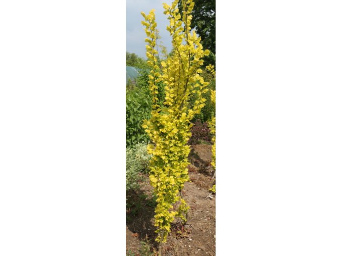 Ulmus hollandica 'Wredei' - jilm