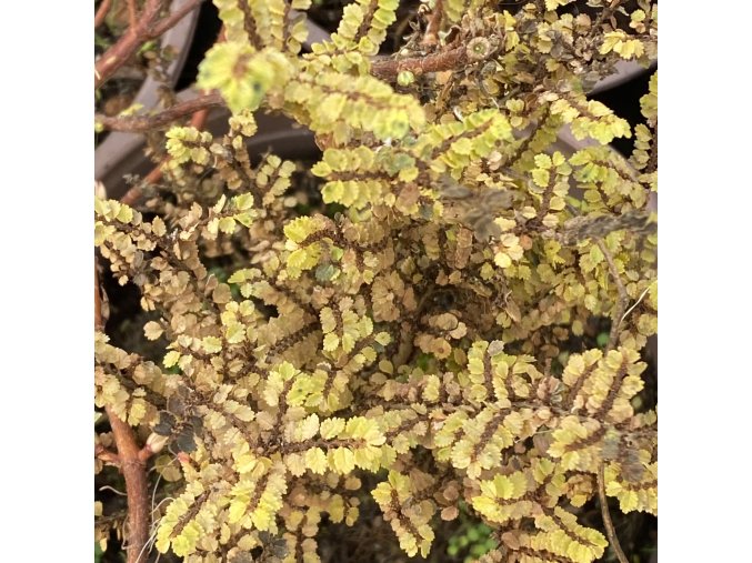 Ulmus parvifolia 'Hokaido' - jilm čínský