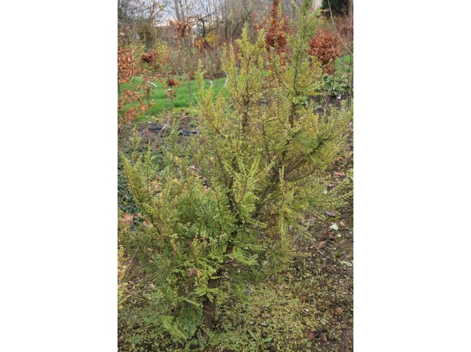 Ulmus parvifolia 'Seiju' - jilm