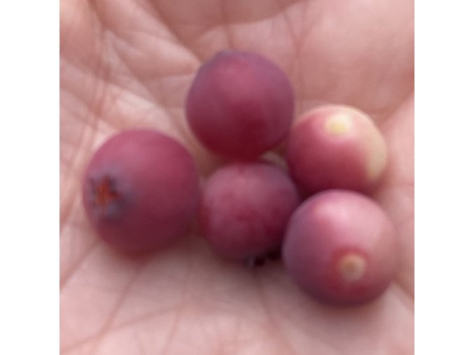 Vaccinium corymbosum PINK BONBON - borůvka kanadská velkoplodá