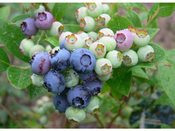Vaccinium corymbosum BERKLEY - borůvka kanadská STŘ.RANÁ