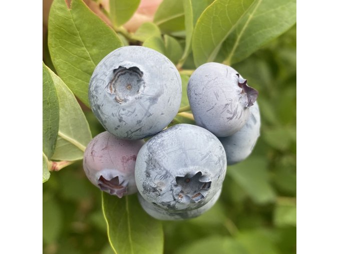 Vaccinium corymbosum CHANDLER - borůvka kanadská POLOPOZDNÍ