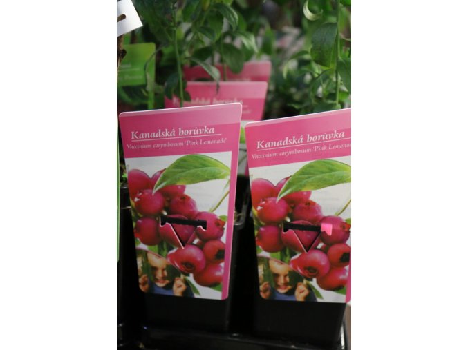 Vaccinium corymbosum PINK LEMONADE - borůvka kanadská růžová