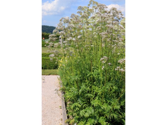 Valeriana officinalis - kozlík lékařský