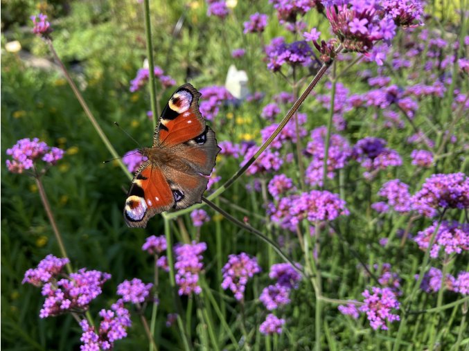 Verbena bonariensis - verbena, sporýš argentinský