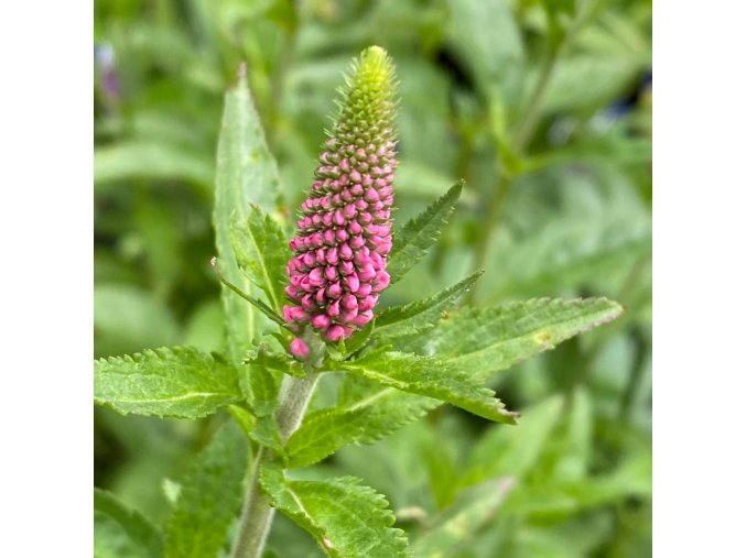 Veronica longifolia 'First Love' - Rozrazil dlouholistý