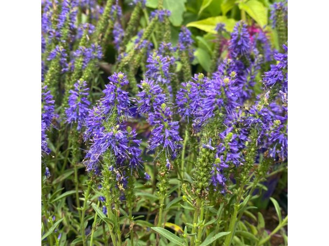 Veronica spicata 'Inspire Blue' - rozrazil klasnatý