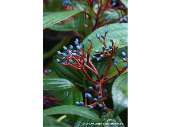 Viburnum davidii - kalina Davidova