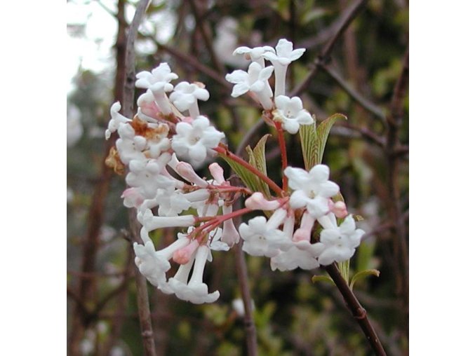 Viburnum farreri - kalina vonná