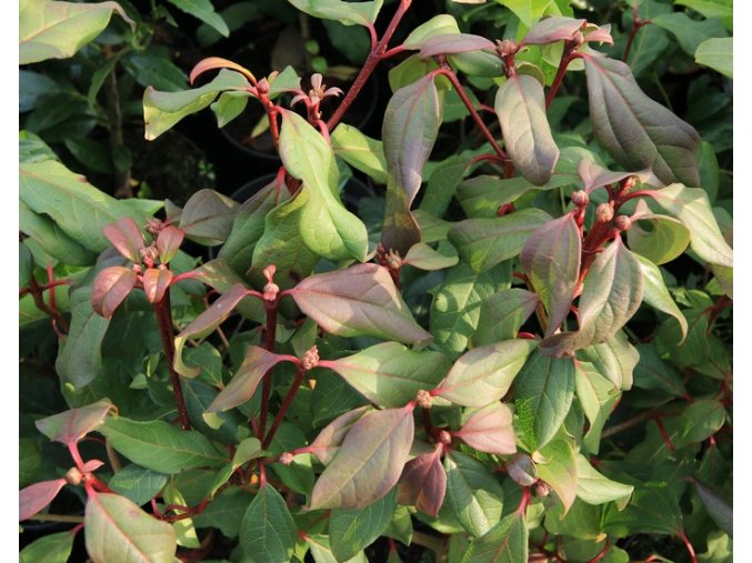 Viburnum globosum (x) 'Jermyns Globe' - kalina