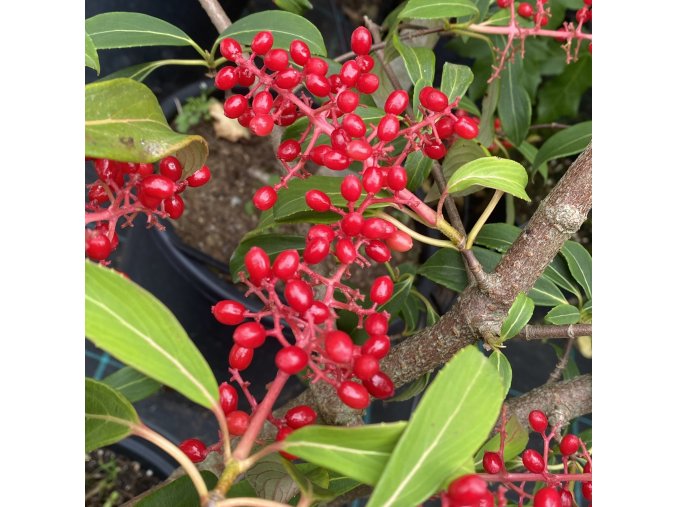 Viburnum henryi