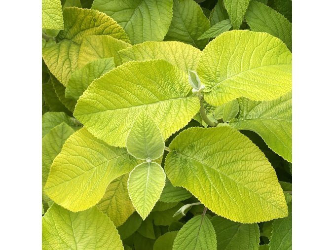 Viburnum lantana 'Aurea' - kalina tušalaj