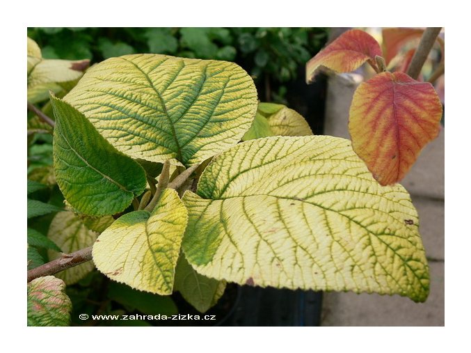 Viburnum lantana 'Aurea' - kalina tušalaj