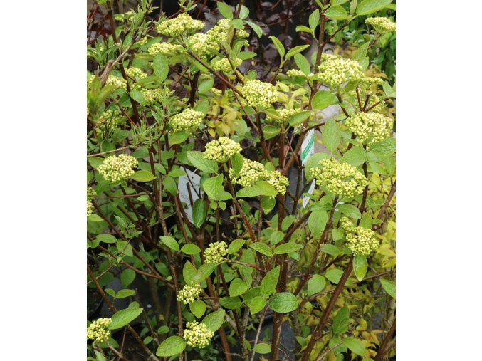 Viburnum lantana 'Mohican' - kalina tušalaj