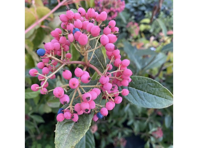 Viburnum nudum 'Pink Beauty' - kalina nahá