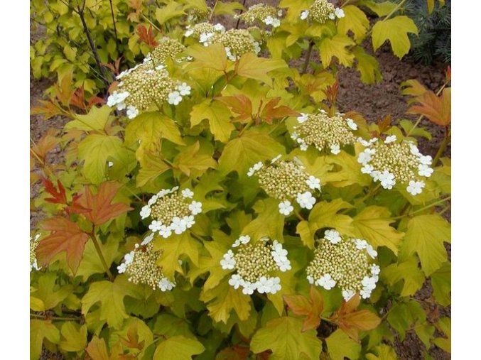 Viburnum opulus 'Aureum' - kalina obecná