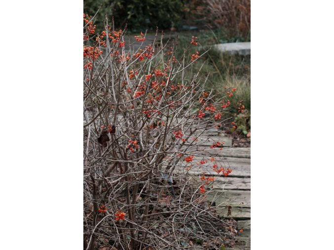 Viburnum opulus 'Compactum'
