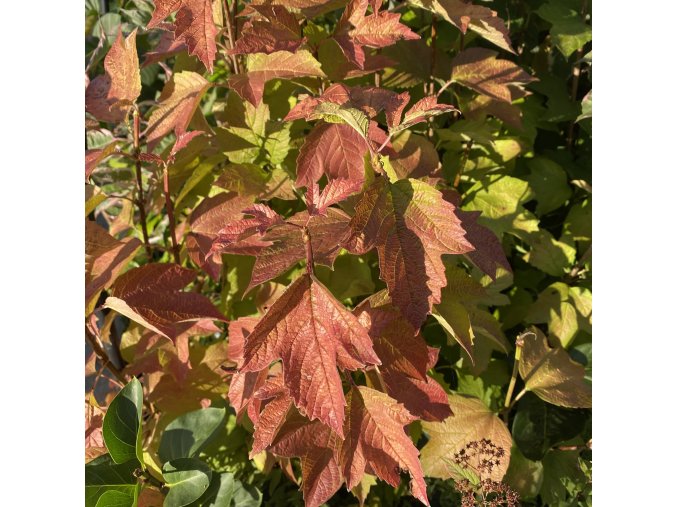 Viburnum opulus 'Pohjan Neito' - kalina obecná