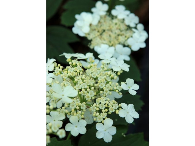 Viburnum opulus 'Ulgen' - kalina obecná