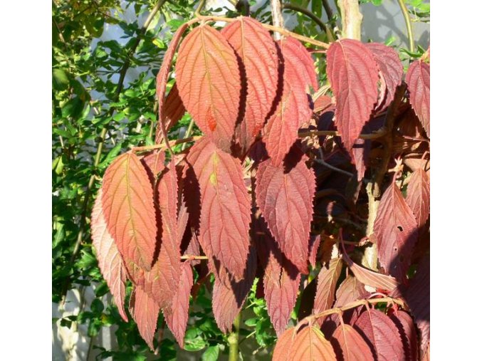 Viburnum plicatum 'Cascade' - kalina